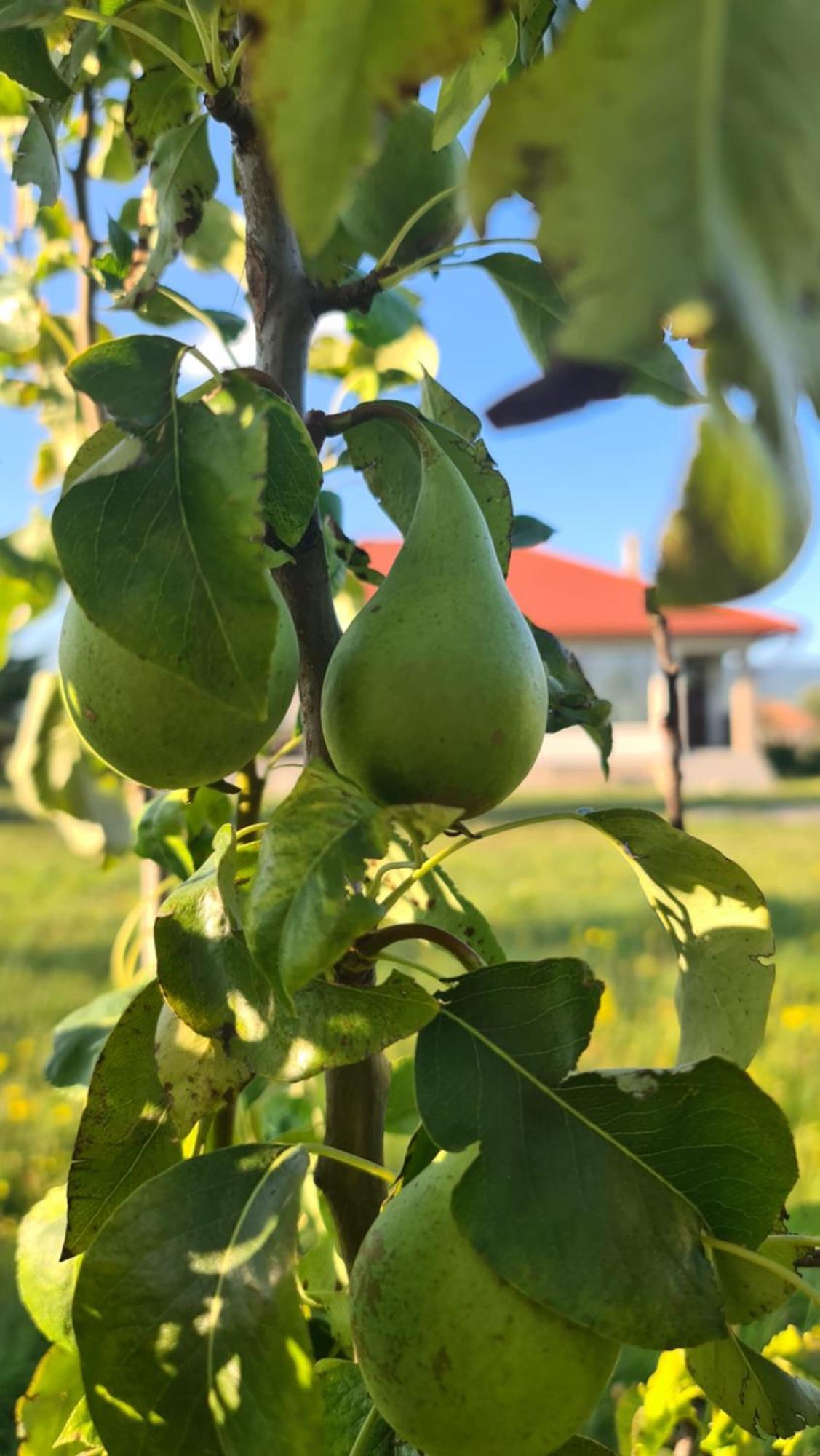 Kavicshaz Villa Vlahita Exteriör bild
